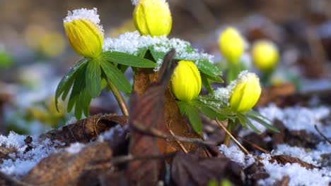 winter aconites, one of the earliest blooming flowers, covering forest floor in late winter and early spring, showing their yellow beauty even through snow