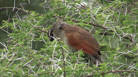 White-browed-coucal-in-a-thorny-bush-with-green-leaves