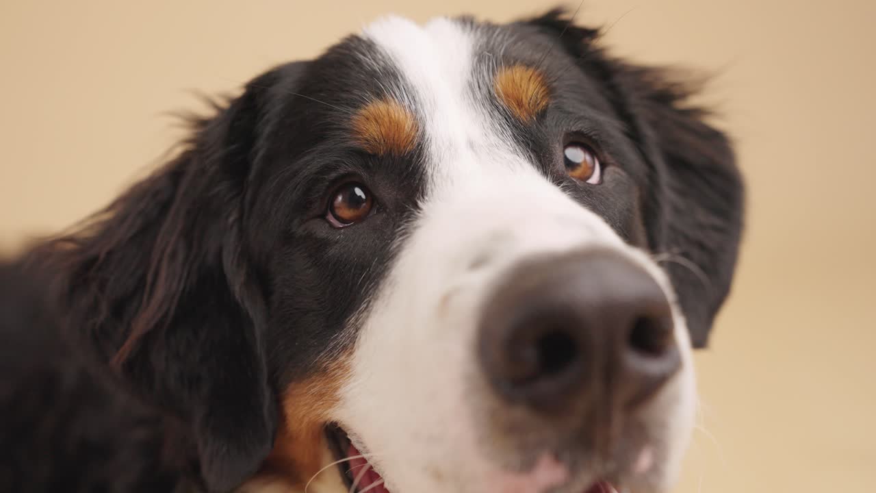 Bernese Mountain Dog close-up