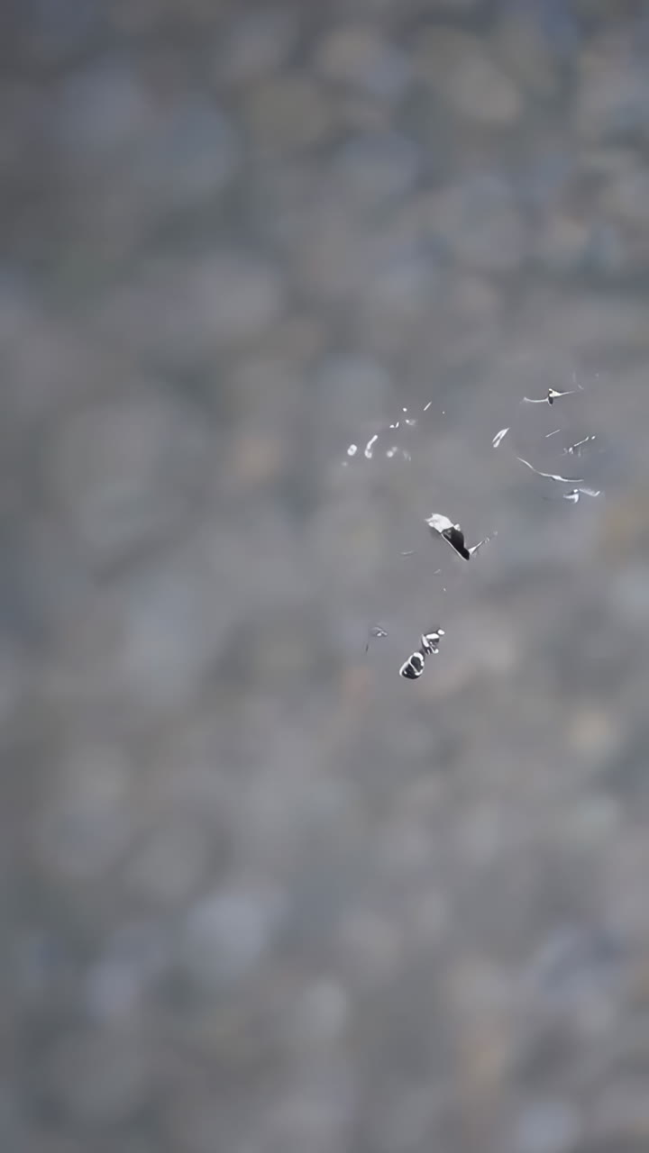 Reflections of a Small Insect on Water