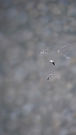 reflections of a small insect on water