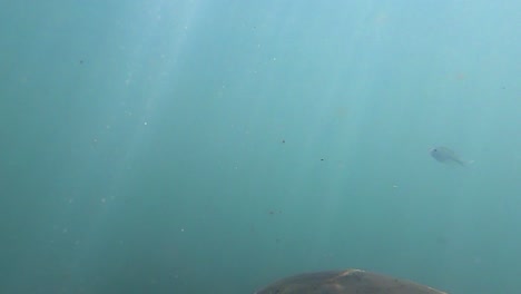 dirty-water-of-river-underwater-view-with-sunlight-beams-at-morning