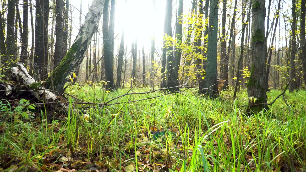 화창한 날에 단풍과 풀을 지나는 숲 바닥을 기어가다
