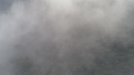 a drone shot above low-lying clouds, over the trees of redwood national forest in northern california, usa