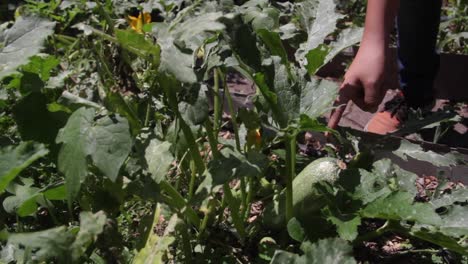 close-up-people-pointing-a-big-chayote-plant