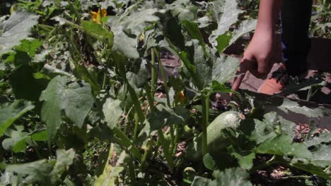 cerrar personas señalando una gran planta de chayote