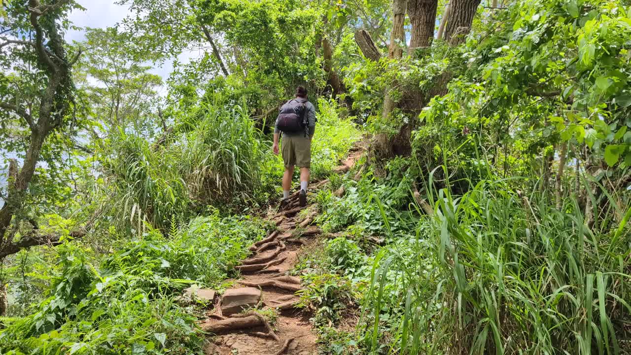 Tourist hiker walking on Three Pines Pass on path covered in tree roots through lush forest interior environment of tropical Moorea Island in French Polynesia, South Pacific