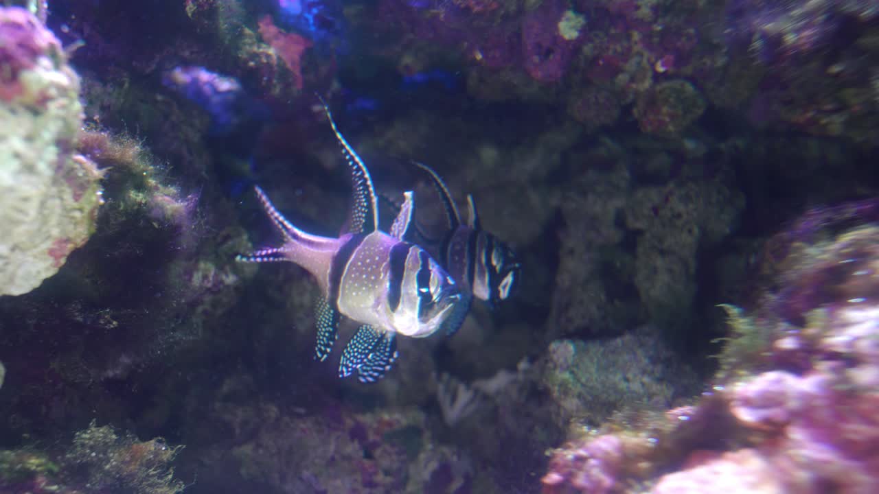 A Pair Of Banggai Cardinalfish , Planktons Swimming Over The Coral Reefs In Plankton Rich Waters