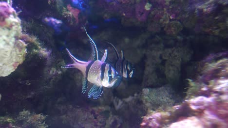un par de peces cardenales de banggai, plancton nadando sobre los arrecifes de coral en aguas ricas en plancton
