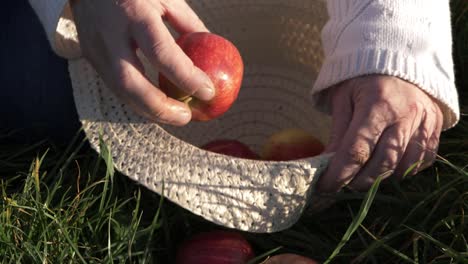 hands putting ripe red apples into a straw hat close up shot