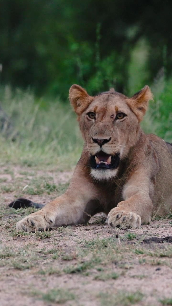 Seekor singa betina muda berbaring di tanah, mengamati sekitar di sabana liar Taman Nasional Kruger, Afrika Selatan