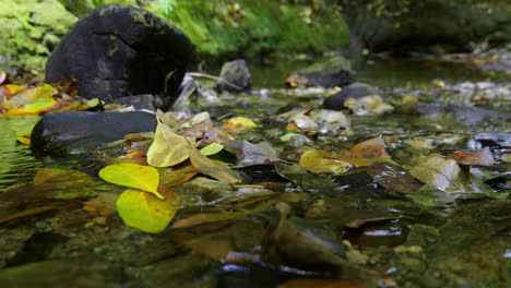 agua que fluye río abajo en el bosque