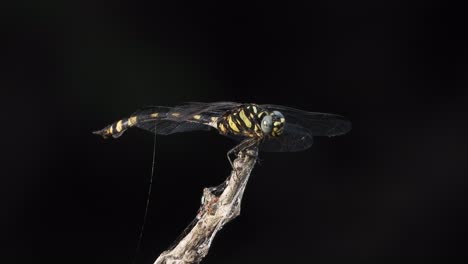 dragonfly im wind wartet auf die jagd