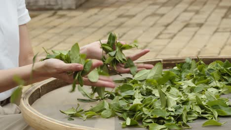 laying out freshly picked green chinese tea leaves on pad for drying process