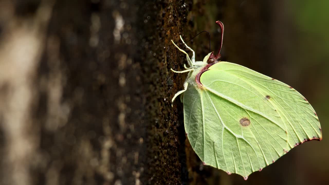 Video en primer plano de una mariposa limonera común (Gonepteryx rhamni) succionando minerales disueltos de la superficie de una pared húmeda durante la temporada del monzón en Himachal Pradesh, India