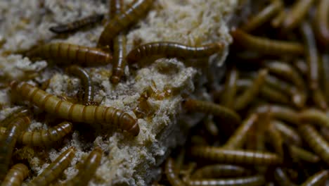 the mealworm is a species of darkling beetle used to feed pets like fish, snakes, birds, and frogs