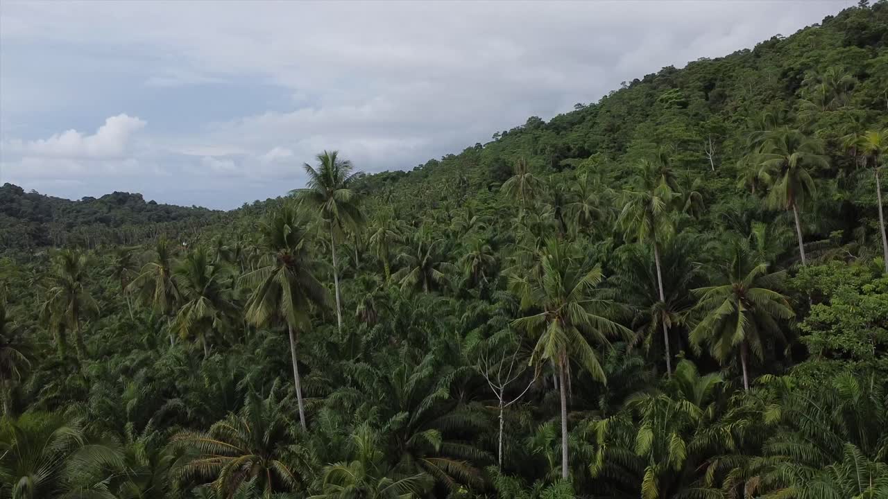 imágenes de drones volando sobre el dosel del bosque de palmeras tropicales de la isla de borneo