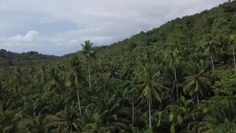 Drone-footage-flying-above-tropical-palm-forest-canopy-of-Borneo-island