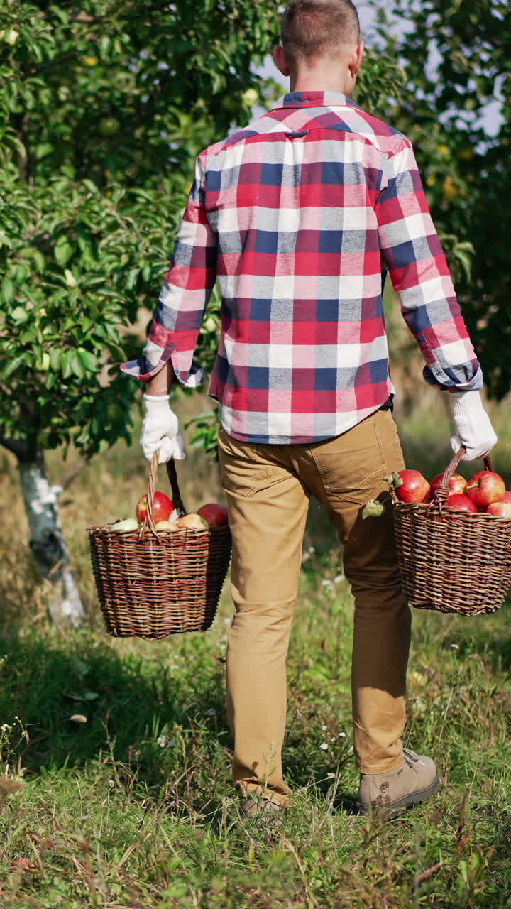 Outdoor organic fruit gardening. Handsome young farmer harvesting apples. Vertical video