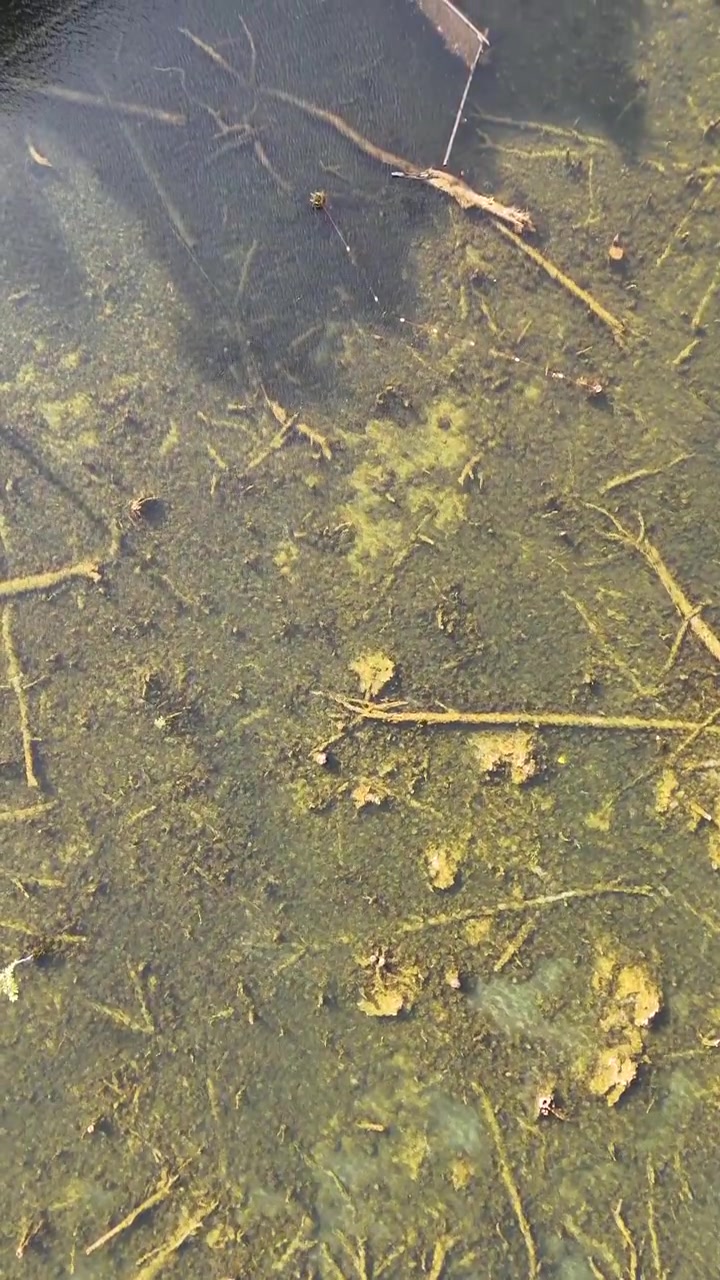 Drohnenaufnahme aus der Vogelperspektive enthüllt untergetauchte Äste und Wasserpflanzen in kristallklarem Lagunenwasser.