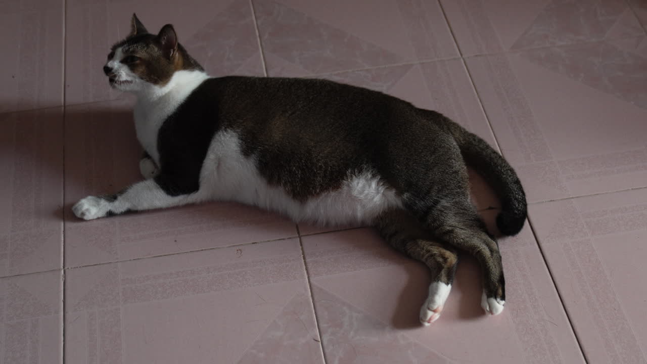 Gatto che gioca con la coda mentre è sdraiato sul pavimento di casa.