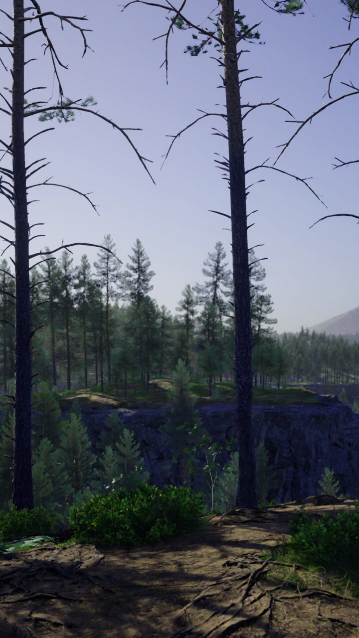 Majestic forest scene with towering pines under a clear blue sky