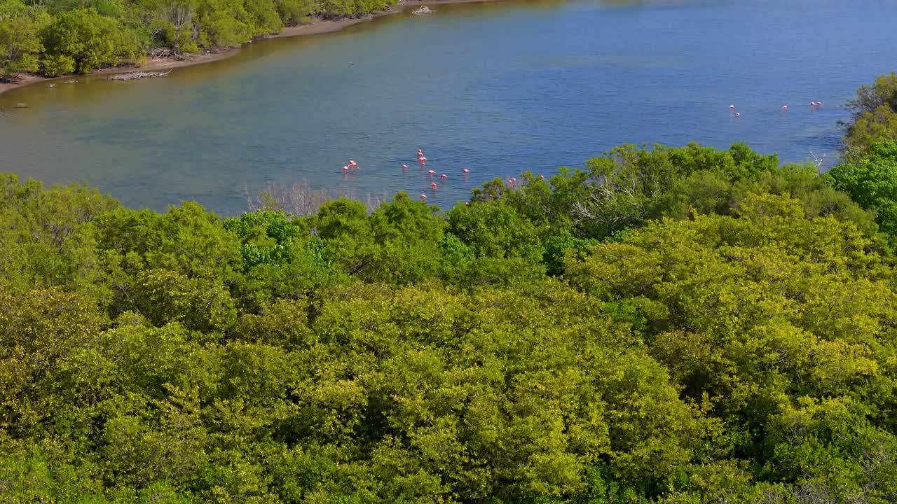 드론이 올라와 고립된 진에서 먹이를 먹는 플라밍고 를 드러니다.