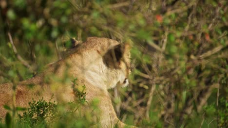 slow motion shot of lion hiding in shade behind bushes in the lush grasslands, african wildlife cooling down in hot maasai mara national reserve, kenya, africa safari animals in masai mara