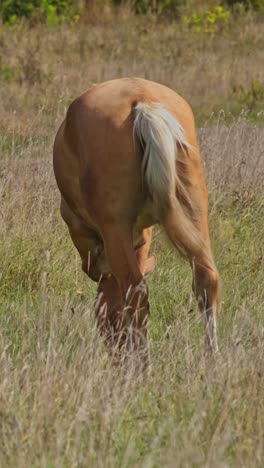 un hermoso caballo está comiendo hierba.