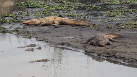 Algunos-Cocodrilos-Muggar-Tirados-En-La-Orilla-De-Un-Río-En-El-Parque-Nacional-Chitwan-Con-Algunos-También-Nadando-En-El-Agua