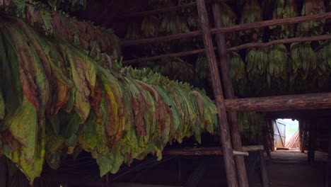 interior of a tobacco barn in cuba with leaves drying 1