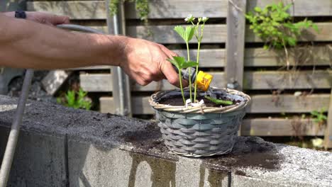 male hands watering a freshly potted strawberry plant with a garden hose - close up of plant and arm in summer sunshine 60 fps