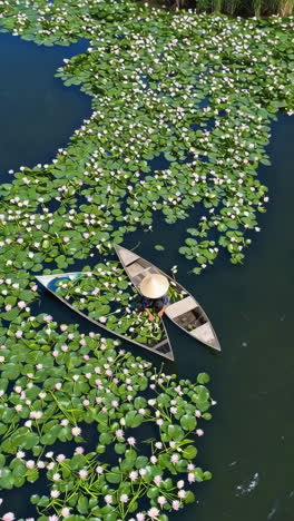 traditional water lily harvesting from a boat