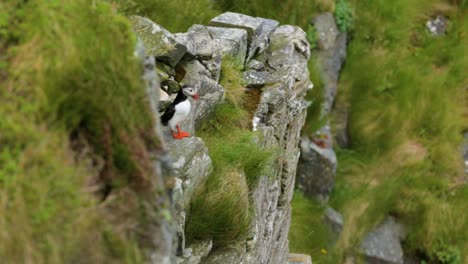 Un-Frailecillo-Se-Asoma-Entre-Unas-Rocas-Cubiertas-De-Hierba-En-Reykjavik,-Islandia