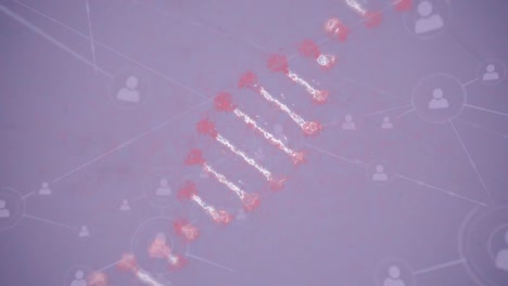 Animation-of-dna-strand-and-networks-of-connections-on-purple-background