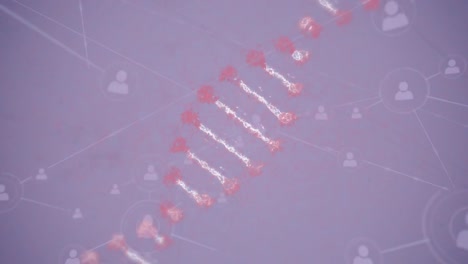 animación de la cadena de adn y las redes de conexiones en fondo púrpura