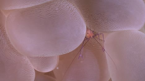 bubble coral shrimp hiding between bubbles of a bubble coral on a tropical reef