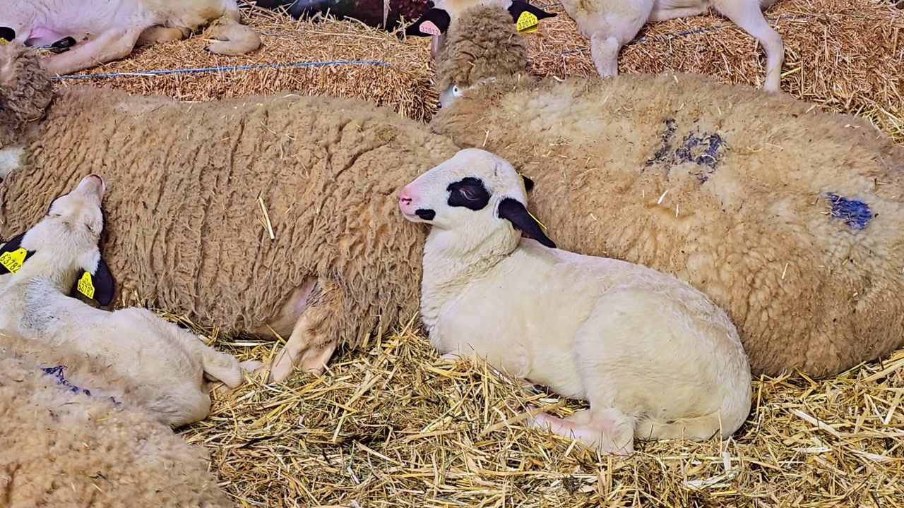 Close up of lamb resting beside adult sheep on hay inside farm shelter with calm livestock group