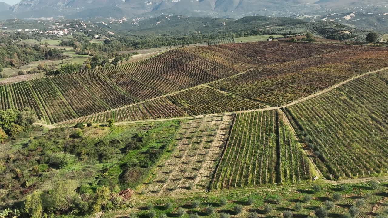 grandes viñedos en un paisaje rural en otoño