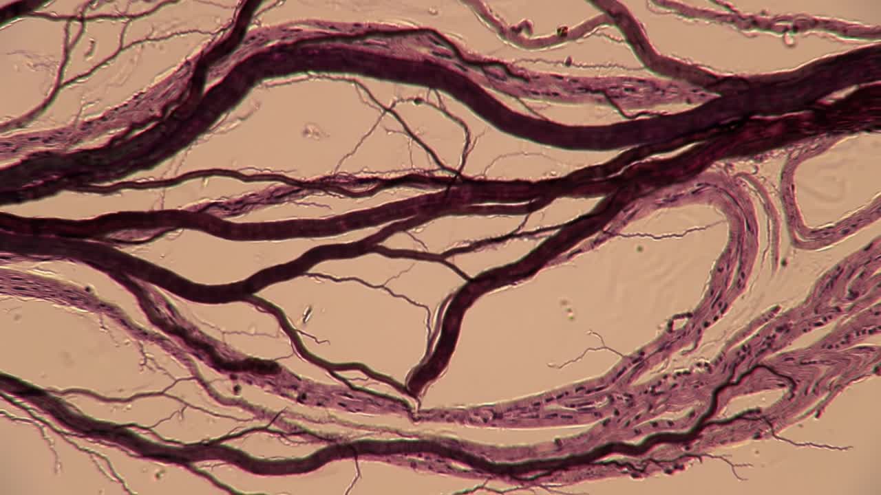 Microscopic Visualization of Intricate Blood Vessel Structures Highlighting Capillary Networks and Cellular Components in Vascular Biology Studies