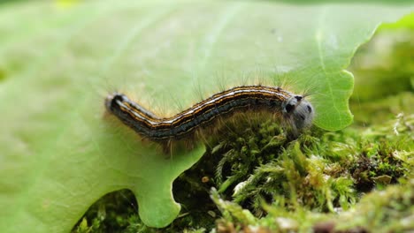 Cute-little-caterpillar-wiggling-on-a-leaf-and-moss,-macro-close-up-still-shot