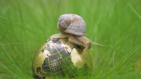 in the grass there is a globe on which the snail moves.