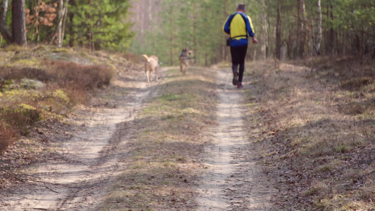 correre con i cani attraverso la foresta
