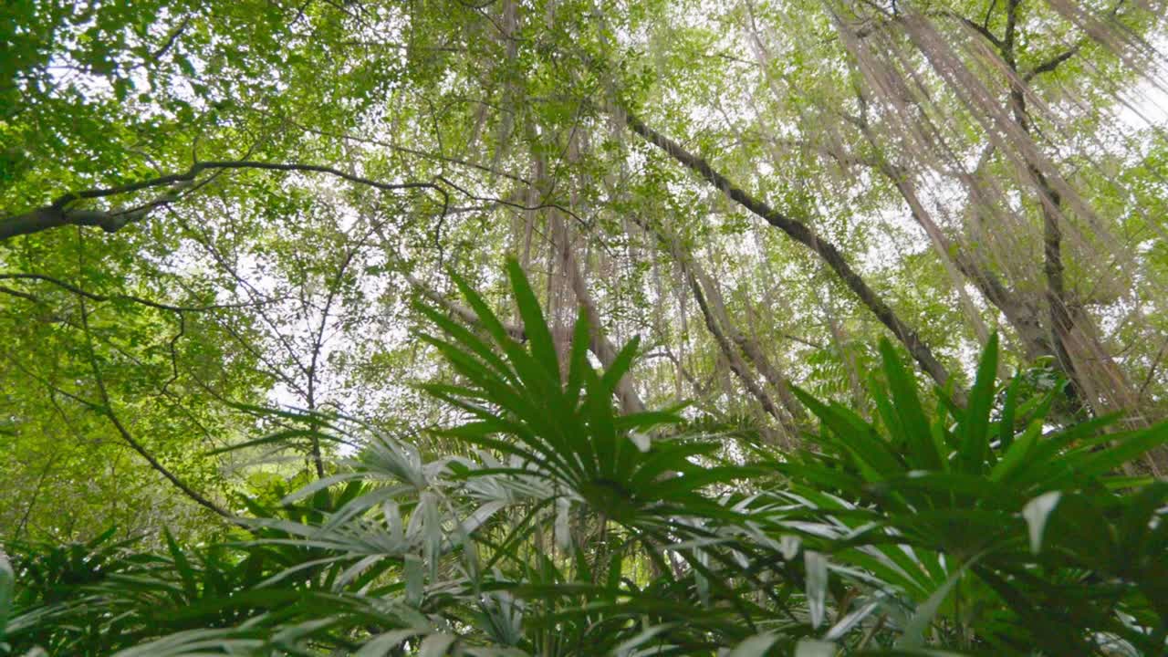 Hutan tropis indah Taman Suan Luang dengan pemandangan danau di Bangkok, 4K LOG dengan gerakan gimbal yang mulus.