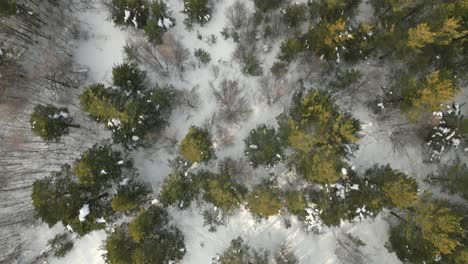 perspectiva de pájaro del bosque de montaña durante el invierno