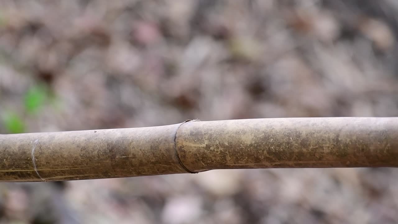 푸른수염벌잡이는 태국을 포함한 말레이시아 반도의 특정 산림 개간지에서 발견됩니다.