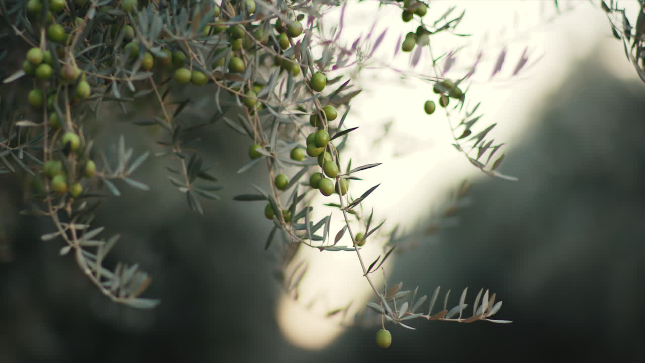 Olive tree with olives on branches