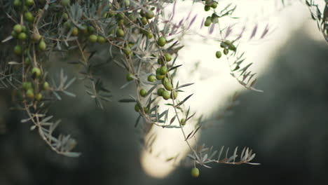 olive tree with olives on branches