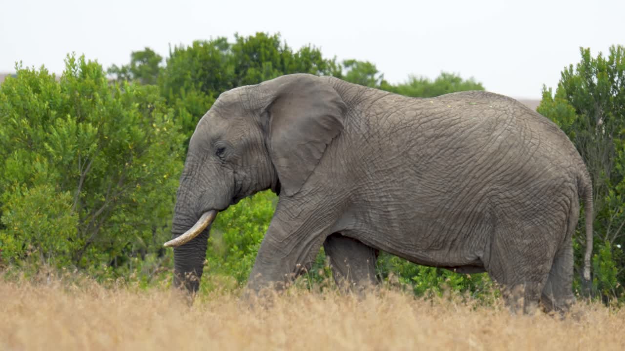 En stor, ensom afrikansk elefant, der spiser friske grønne buske i sit naturlige habitat i Ol Pejeta Conservancy, Kenya, i regntiden.