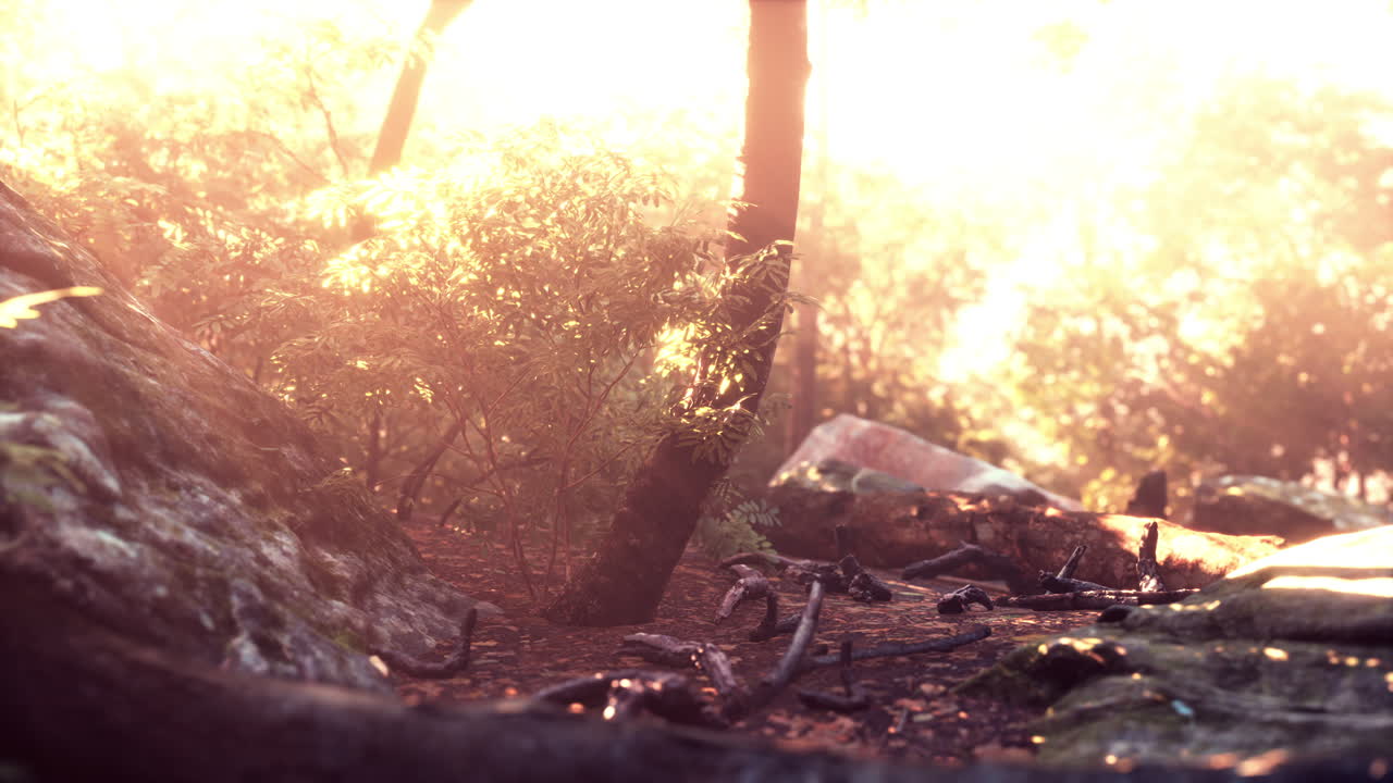 ⁇  잎을 통해  ⁇ 빛의 광선